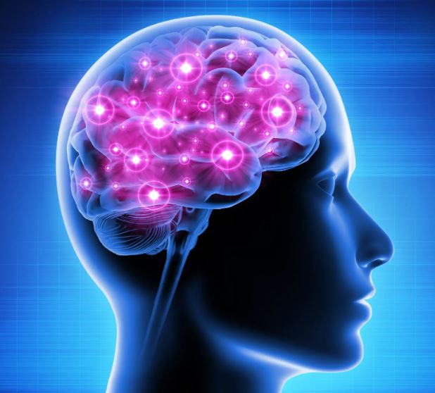 brain%20function.JPG